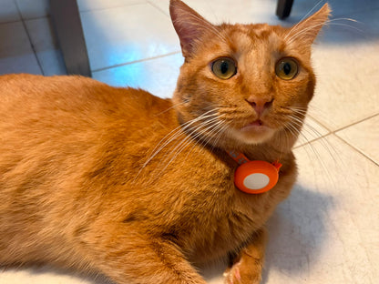 Collar de gato separable listo para AirTag — Campana y borde reflectante