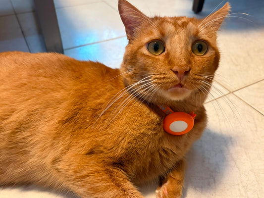 Collar de gato separable listo para AirTag — Campana y borde reflectante