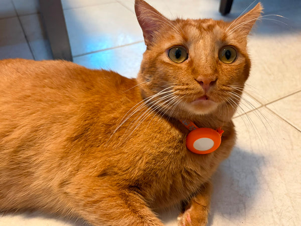 Collar de gato separable listo para AirTag — Campana y borde reflectante
